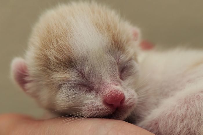 Kittens (111 pics)