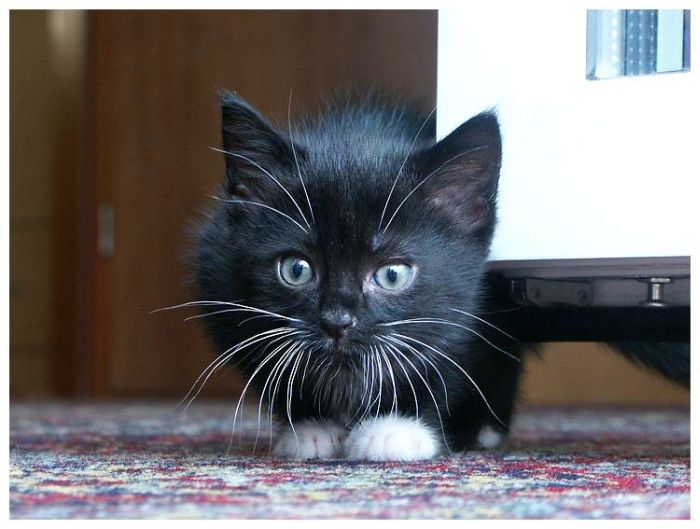 Kittens (111 pics)
