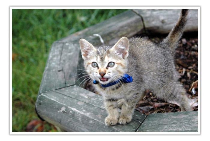 Kittens (111 pics)