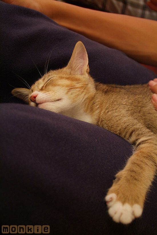 Kittens (111 pics)