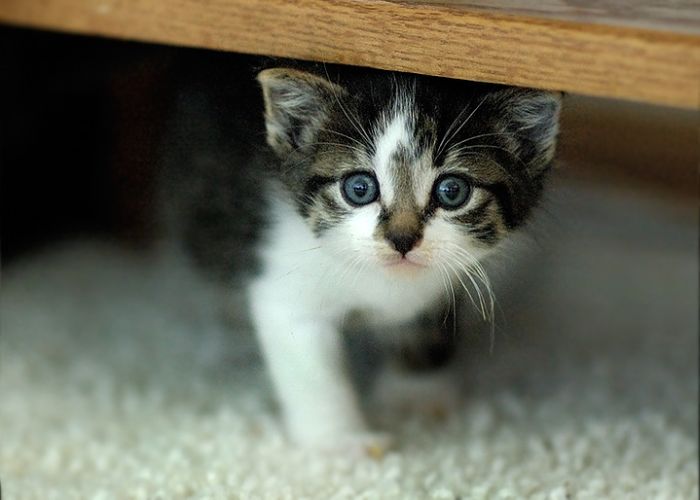 Kittens (111 pics)
