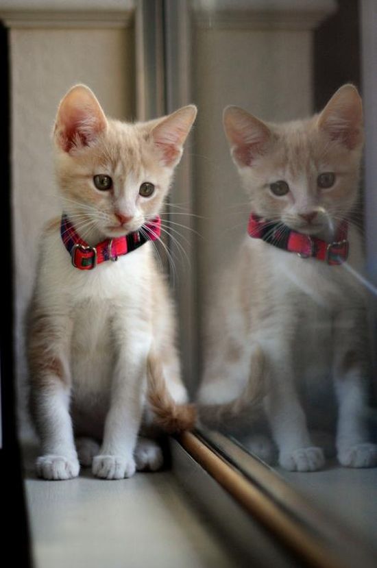 Kittens (111 pics)