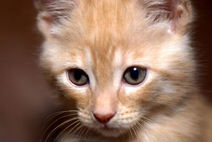 Kittens (111 pics)