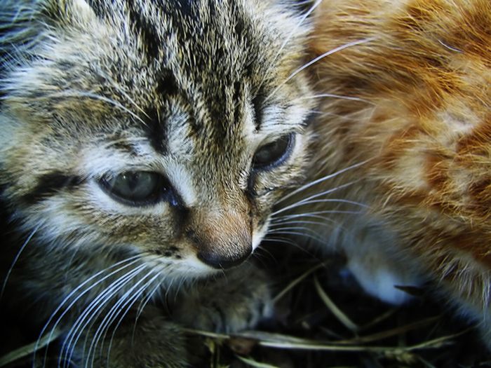 Kittens (111 pics)