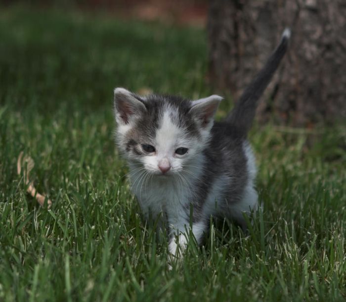 Kittens (111 pics)