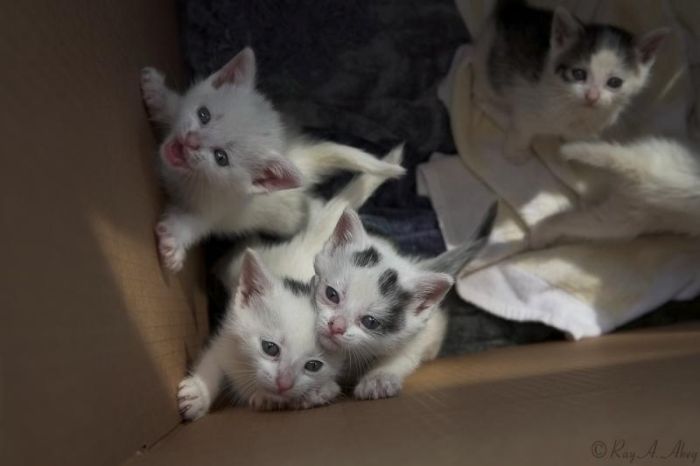 Kittens (111 pics)