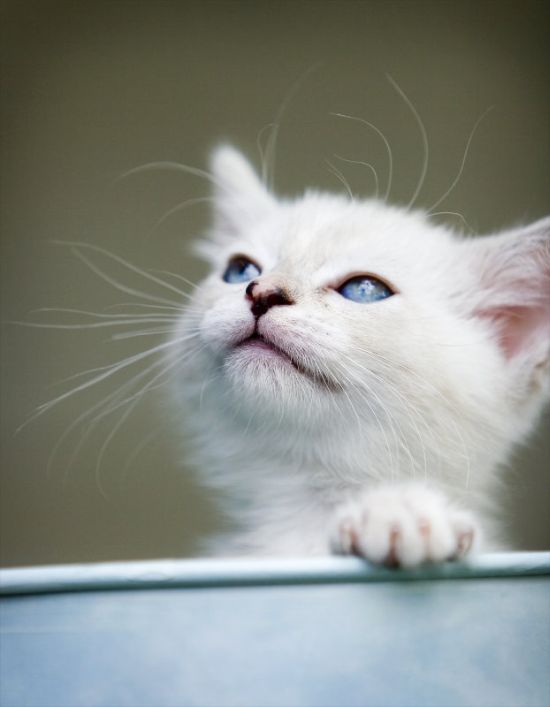 Kittens (111 pics)