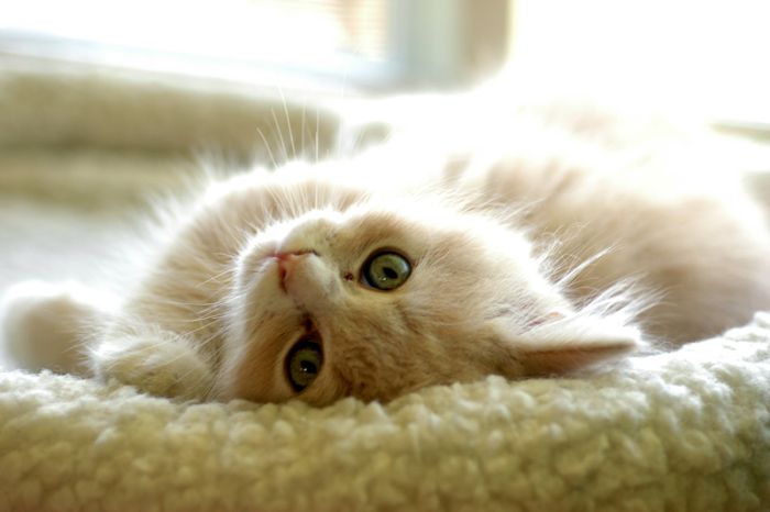 Kittens (111 pics)