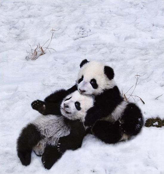 Cute Panda Family Enjoys the First Snow (9 pics)