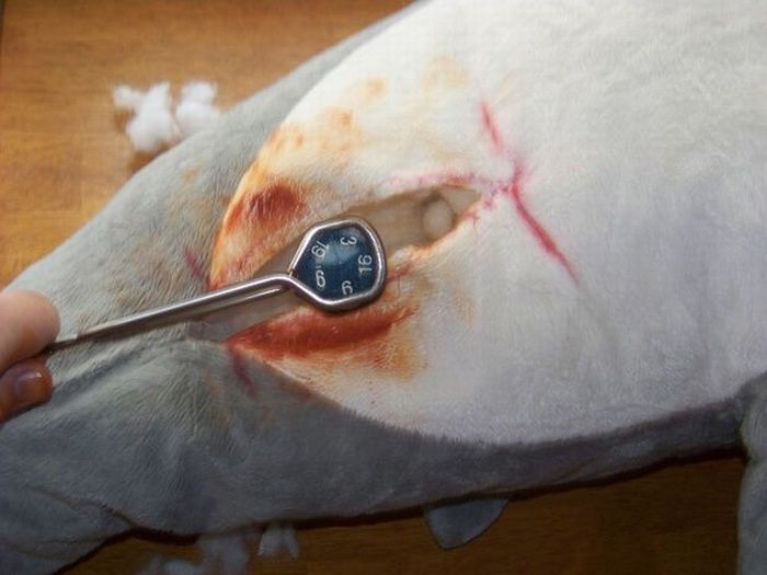 Strange Gift Package (23 pics)