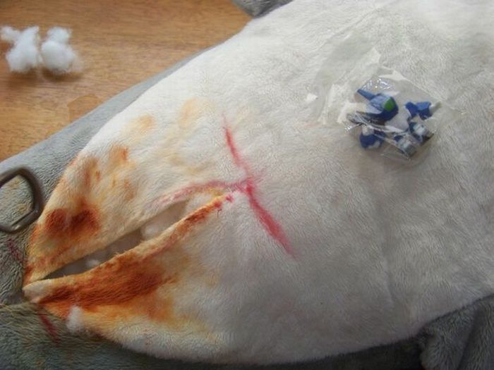 Strange Gift Package (23 pics)