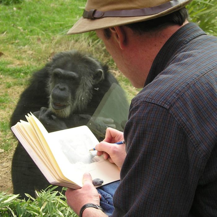 Ape Portraits (5 pics)