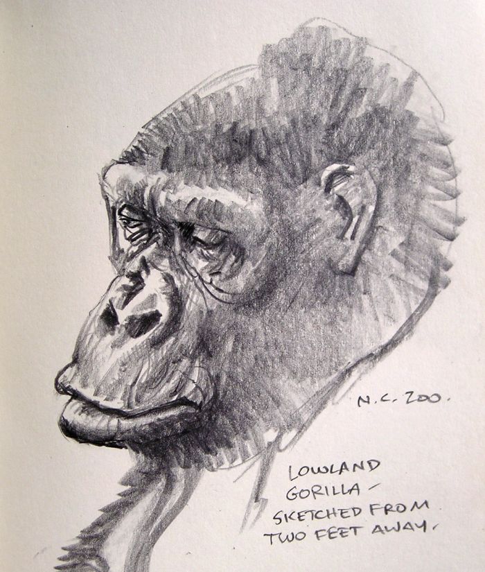 Ape Portraits (5 pics)