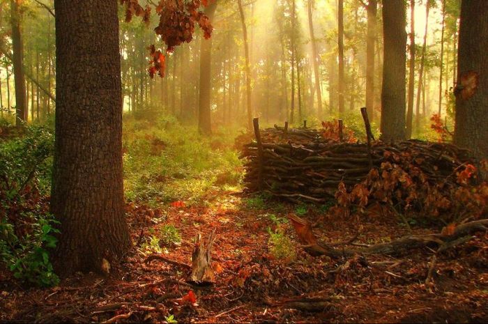 Beautiful Forests (22 pics)