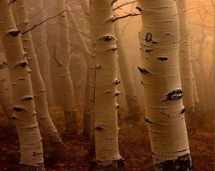 Beautiful Forests (22 pics)
