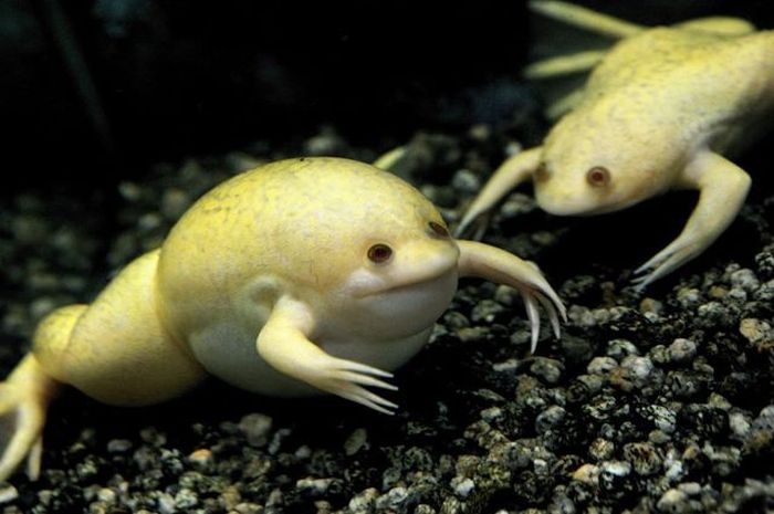 Acid Picdump (175 pics)