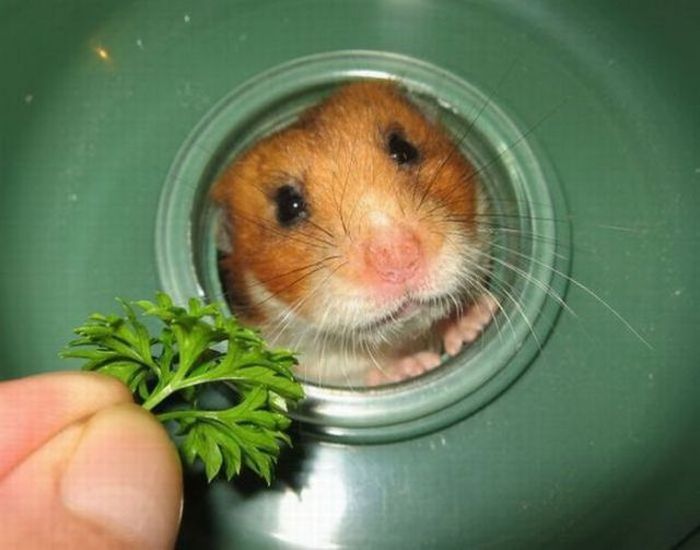 Acid Picdump (175 pics)