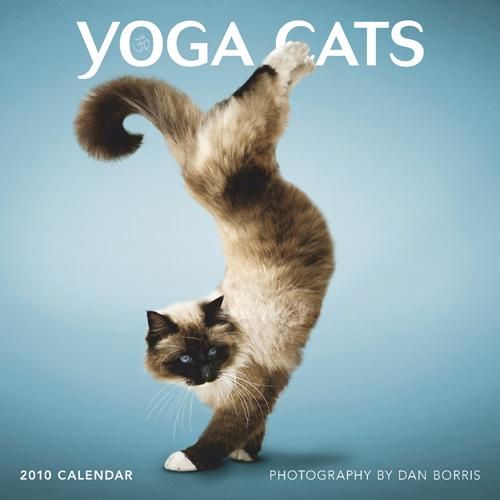Yoga Cats 2010 (14 pics)