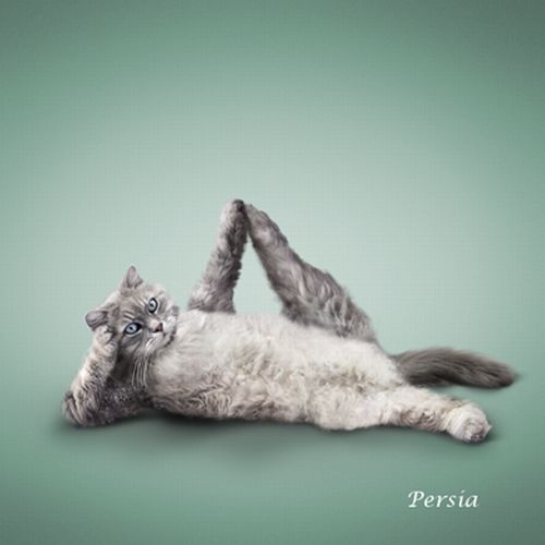 Yoga Cats 2010 (14 pics)