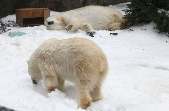 How to Entertain Polar Bears in San Francisco Zoo (4 pics)