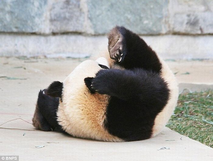 The Giant Panda who did a roly-poly in his sleep (8 pics)
