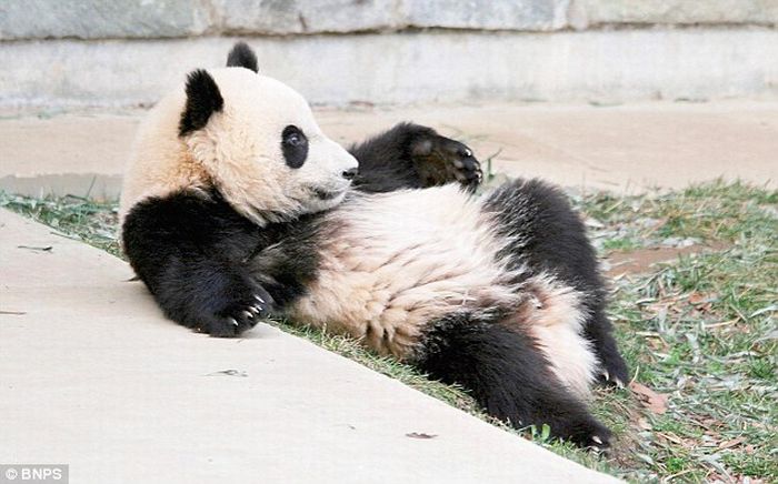 The Giant Panda who did a roly-poly in his sleep (8 pics)
