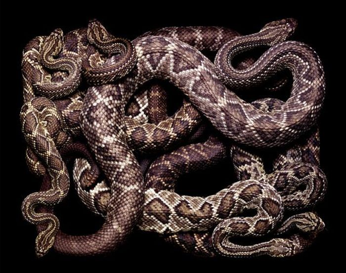 Snake Art (26 pics)