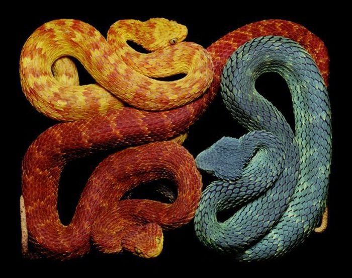 Snake Art (26 pics)