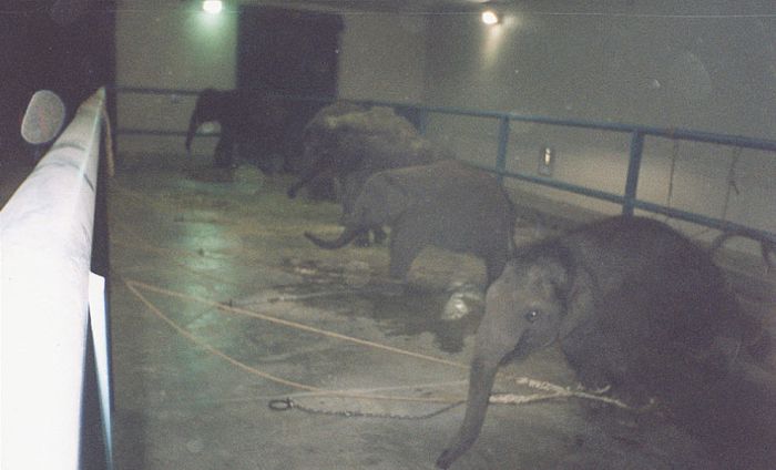 Baby Elephant Trainings in Circus (24 pics)