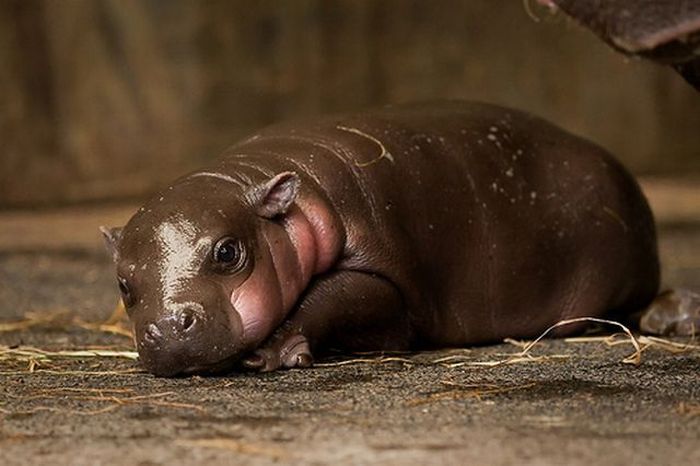 Baby Pygmy Hippo (13 pics)