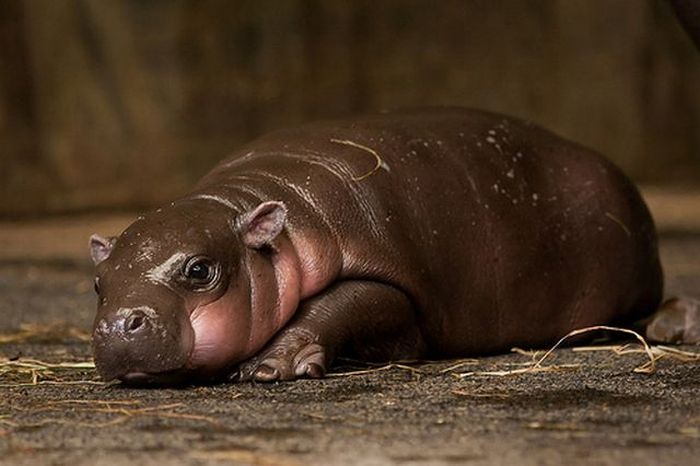 Baby Pygmy Hippo (13 pics)