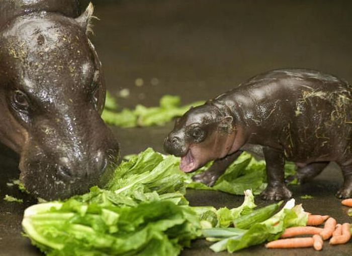 Baby Pygmy Hippo (13 pics)