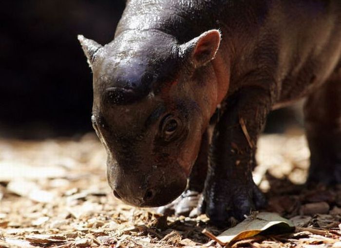 Baby Pygmy Hippo (13 pics)