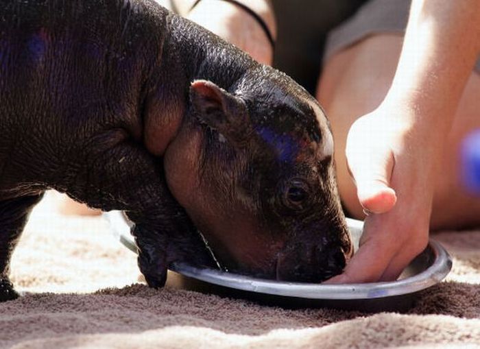 Baby Pygmy Hippo (13 pics)