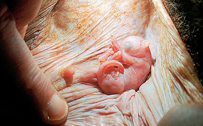 Stunning Photographs of Animals Inside Womb (15 pics)