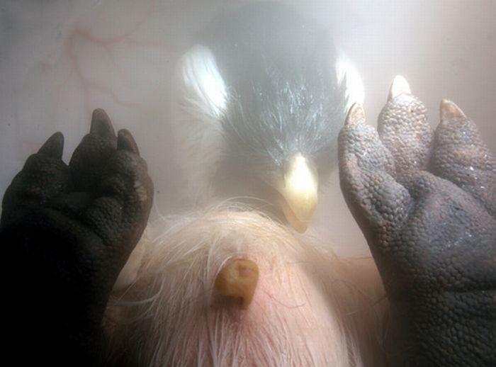 Stunning Photographs of Animals Inside Womb (15 pics)