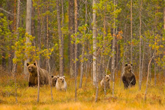 Life of a Bear Family (20 pics)