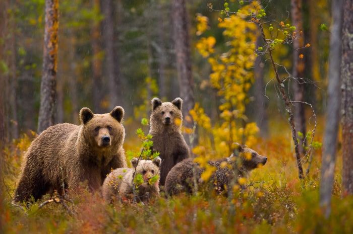 Life of a Bear Family (20 pics)