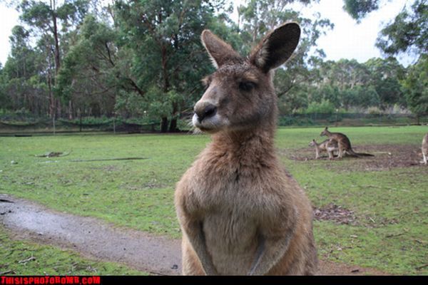 Photobombs. Part II (105 pics)