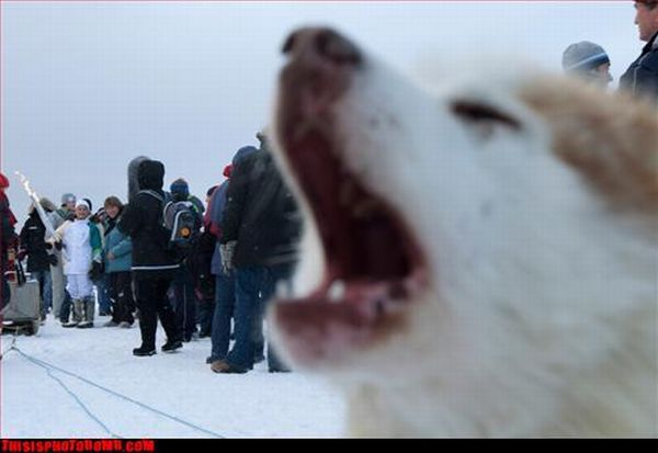 Photobombs. Part II (105 pics)