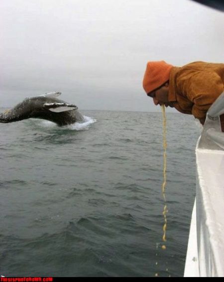 Photobombs. Part II (105 pics)