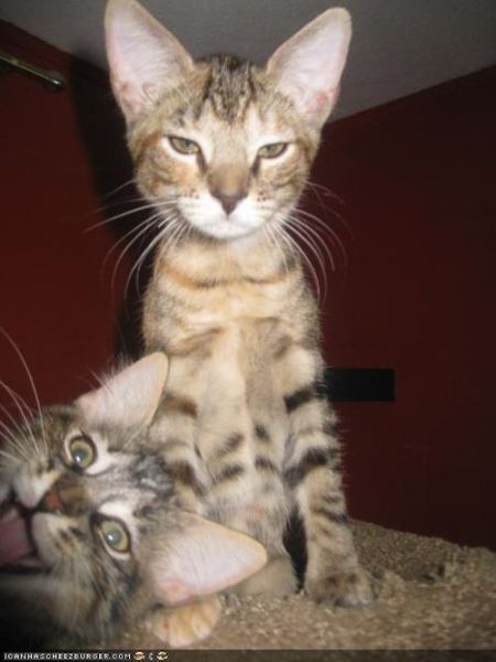 Photobombs. Part II (105 pics)