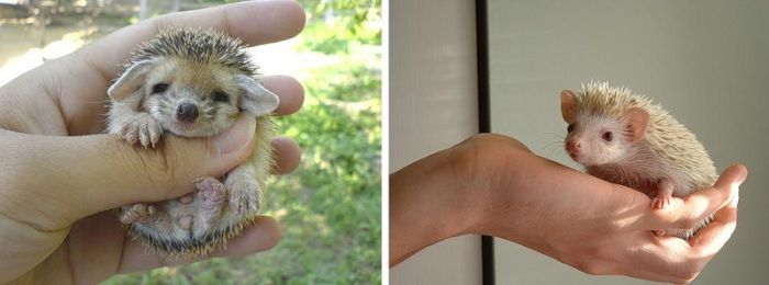 Very Cute Hedgehogs (34 pics)