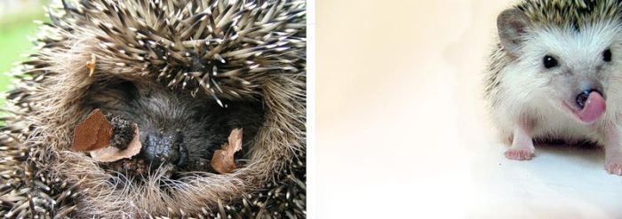 Very Cute Hedgehogs (34 pics)