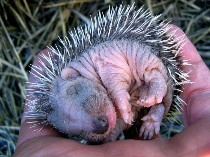 Very Cute Hedgehogs (34 pics)