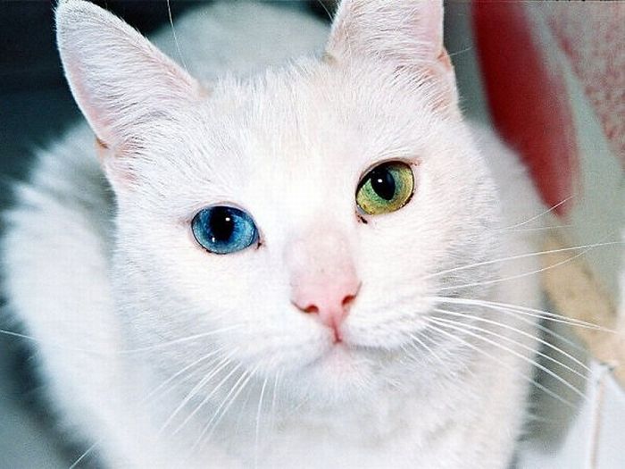 Heterochromia in Animals (12 pics)