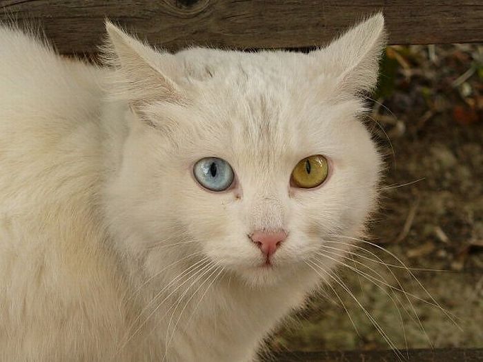 Heterochromia in Animals (12 pics)