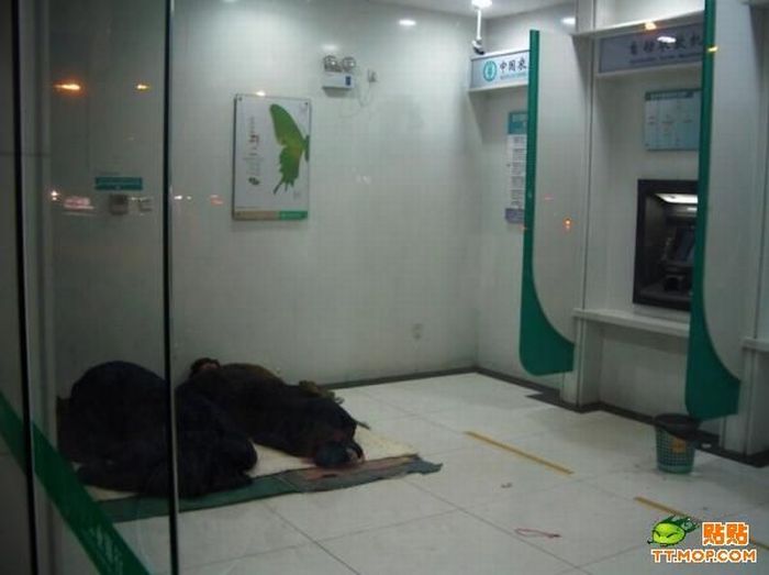 Sleeping in the Bank (5 pics)
