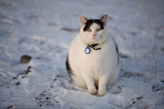 Snow Cats (21 pics)