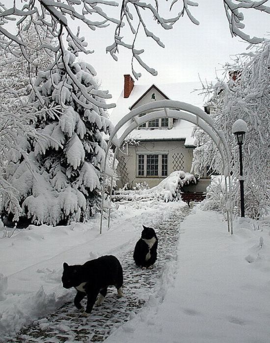 Snow Cats (21 pics)